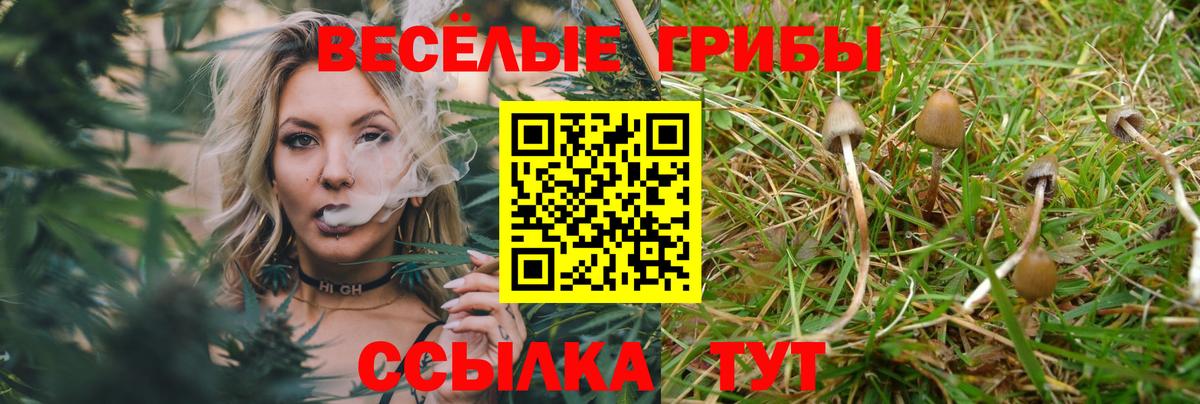 Галлюциногенные грибы Psilocybine cubensis Выборг